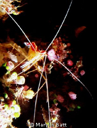 Cleaner shrimp in cave on bommie in Beqa Lagoon, Fiji.
T... by Marylin Batt 